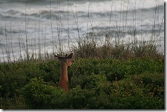 Beach 2008 011 email view