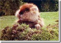 Caddyshack Gopher