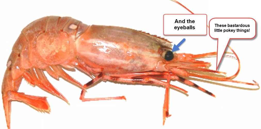 shrimp eyes